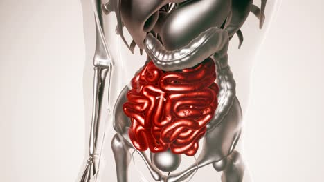 Human-Intestine-Model-with-all-Organs-and-Bones