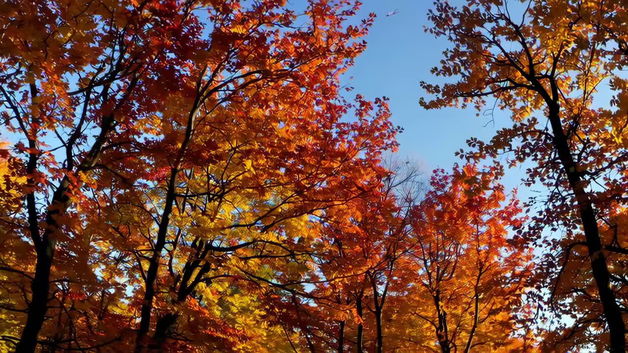 Vibrant autumn foliage against a clear blue sky, captured from a low-angle perspective