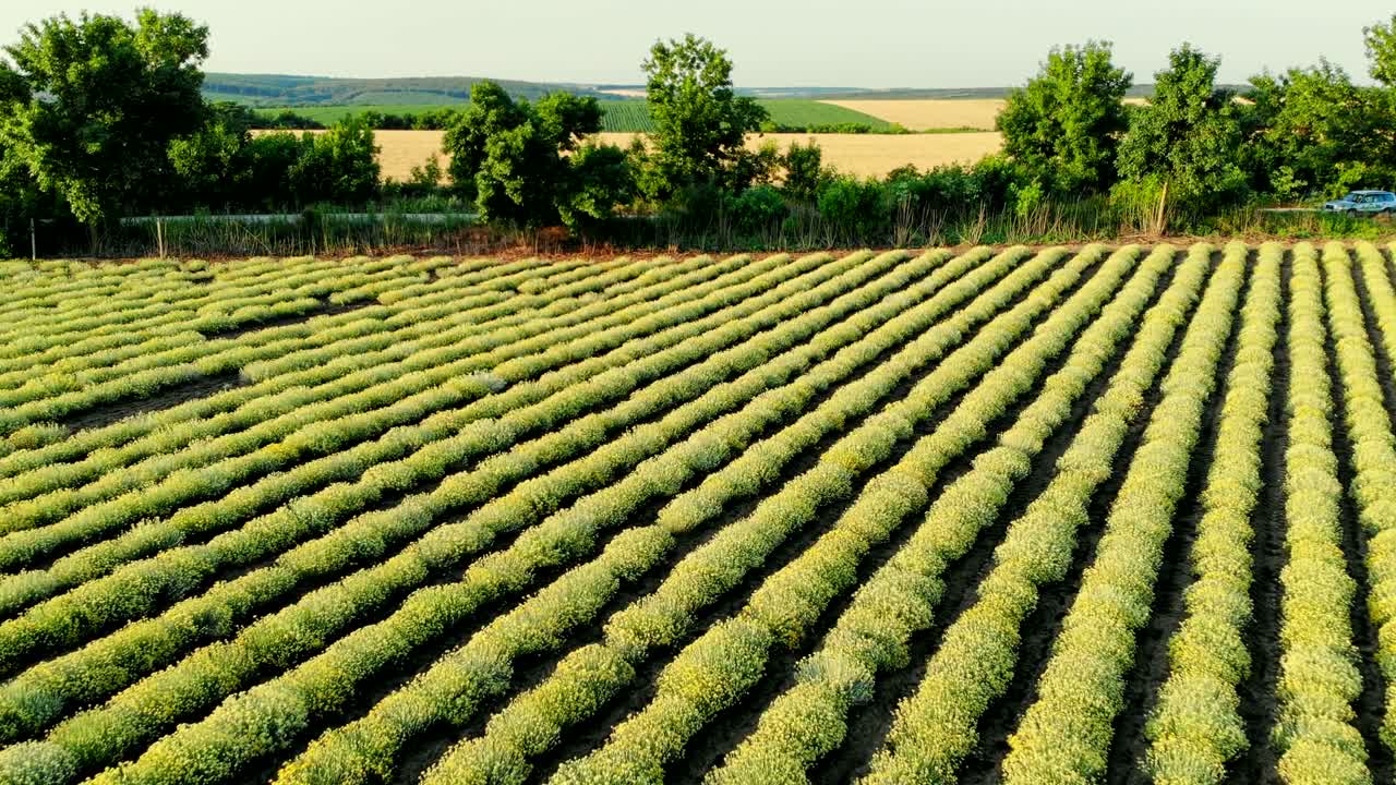 Flyfoto av vakkert blomstrende karriplantefelt på landsbygda