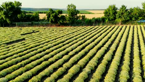 aerial view of beautiful blooming curry plant field in rural countryside.