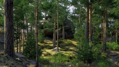 tranquil forest landscape with lush greenery and rocky formations in daylight
