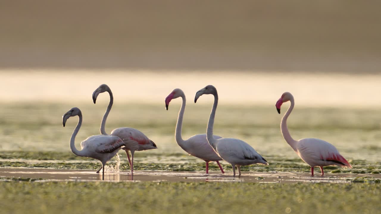 The Flock of Greater Flamingos in lake in Sunset