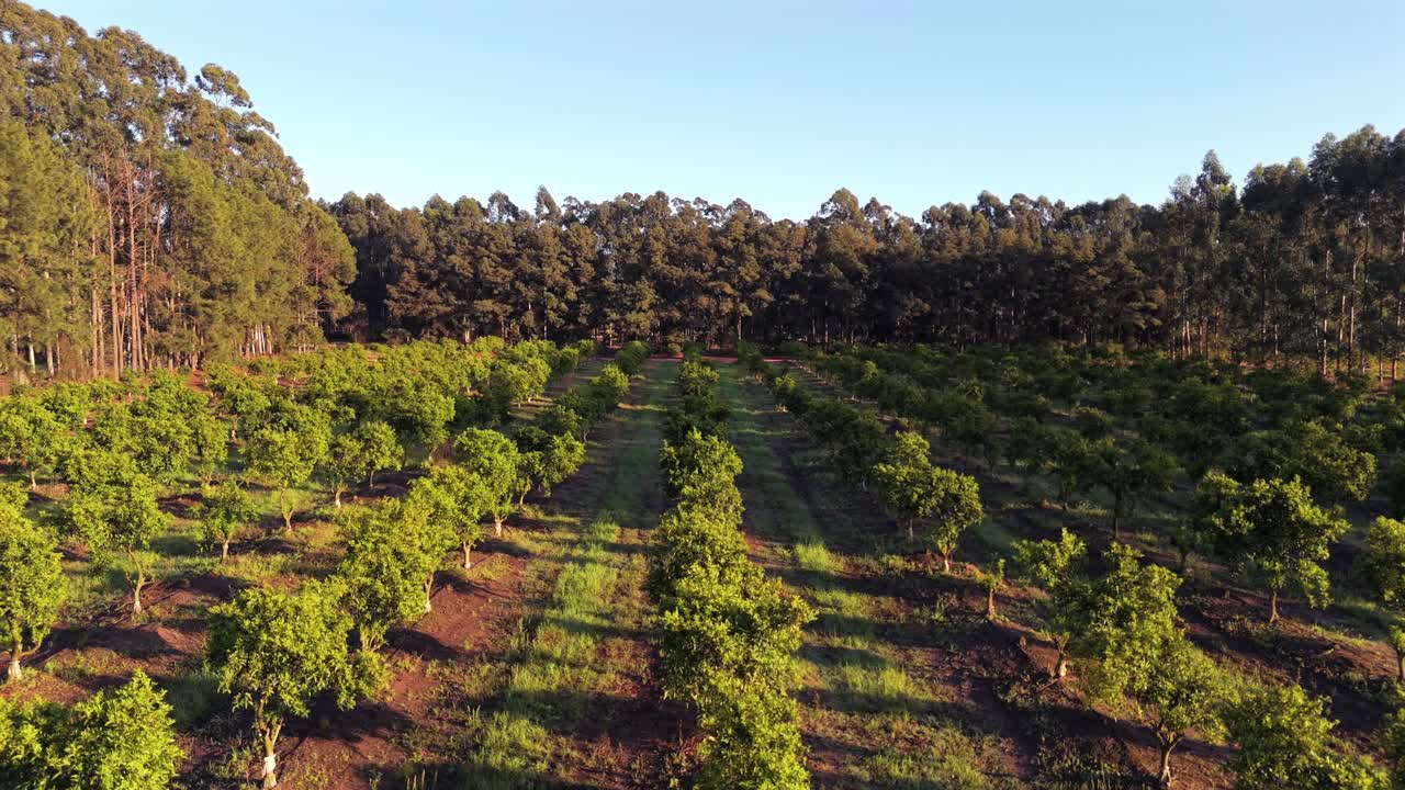 Aerial view at sunset of orange groves in the middle of a forestry area. Climate change. Argentina.