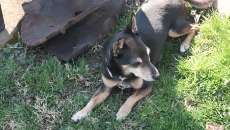 一只老鼠犬在夏天躺在陰影中保持警惕