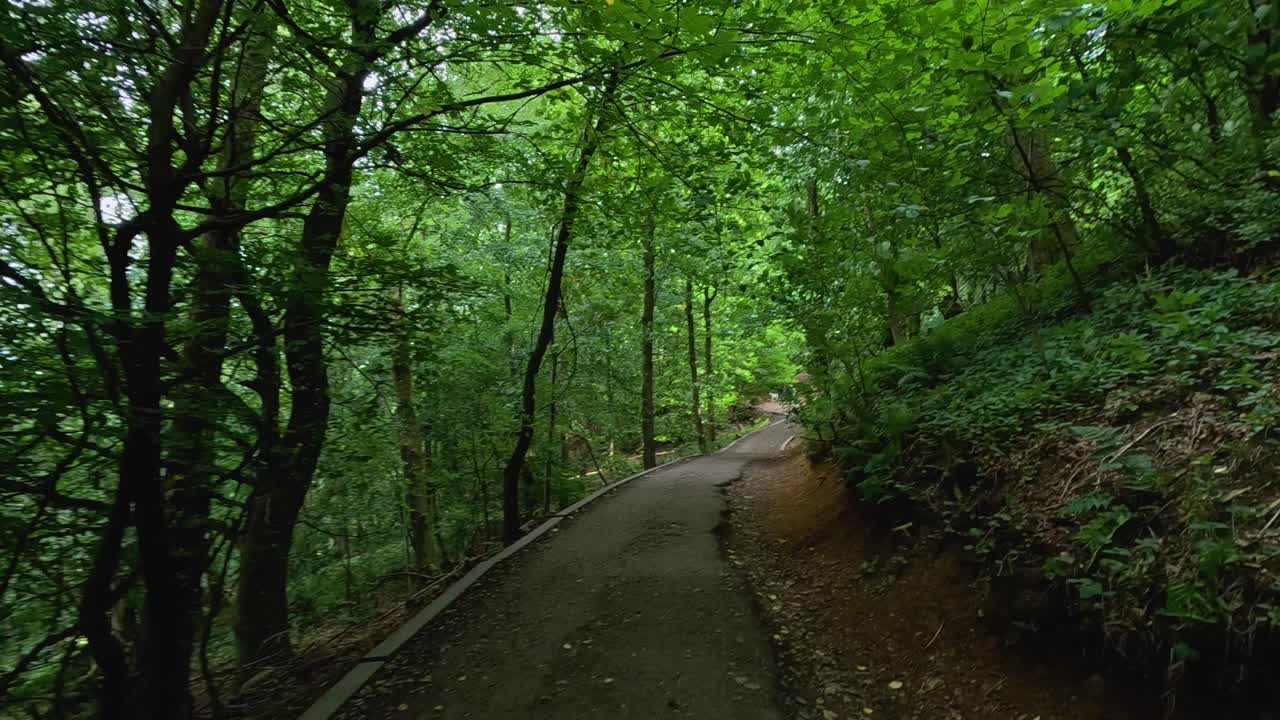 una passeggiata serena attraverso un sentiero di foresta verde e lussureggiante