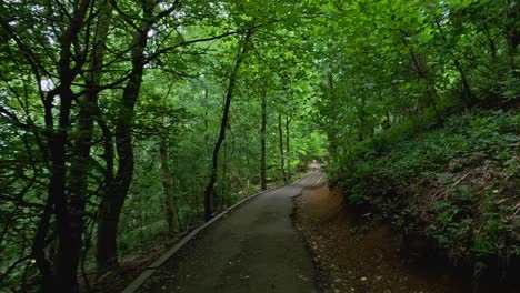 serene walk through lush green forest path