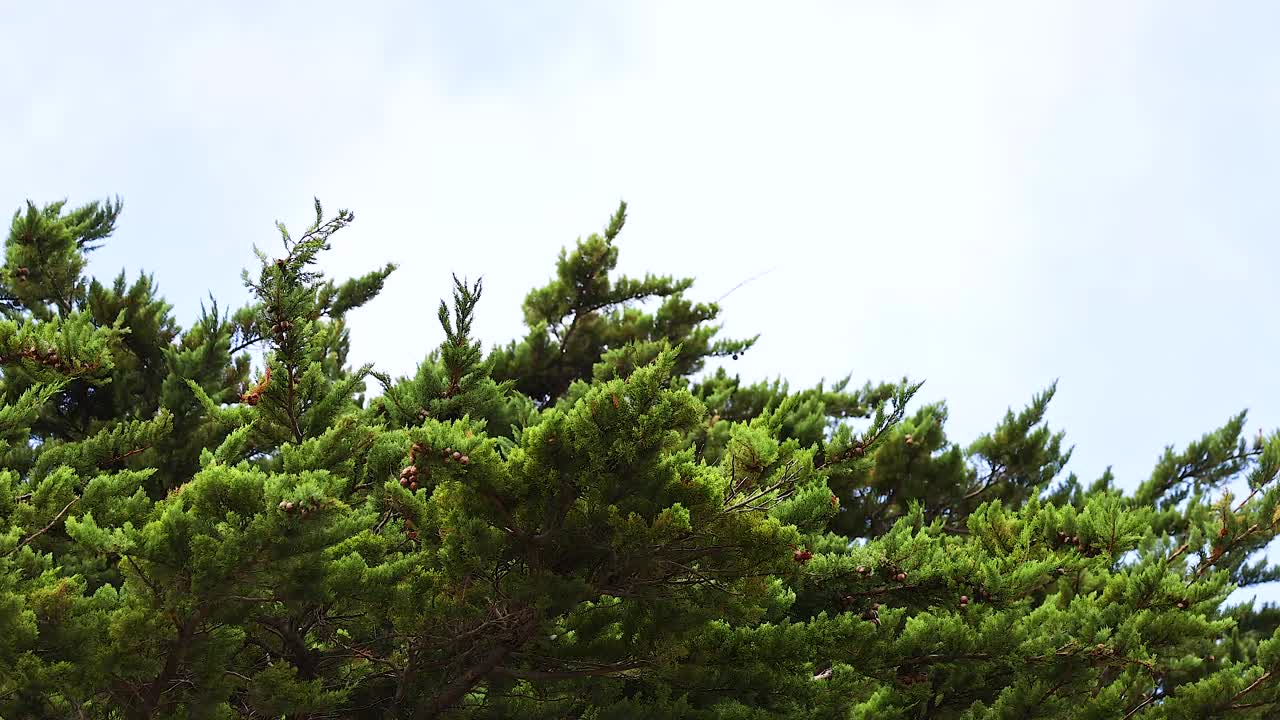 Lush green trees sway gently under a cloudy sky, capturing the serene coastal atmosphere of Great Ocean Road, Victoria