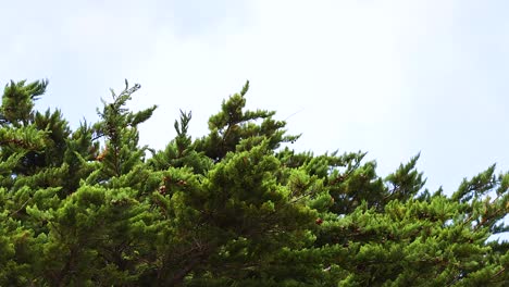 lush green trees sway gently under a cloudy sky, capturing the serene coastal atmosphere of great ocean road, victoria