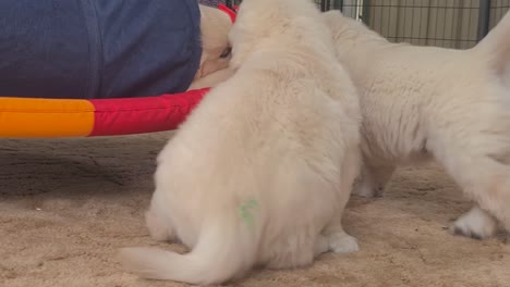 Golden-Retriever-Puppy-Rolling-Around-Underneath-Hanging-Hammock-Indoors