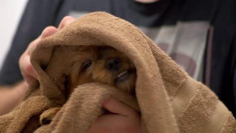 a sweet red-haired puppy is being dried off with a brown towel after a bath