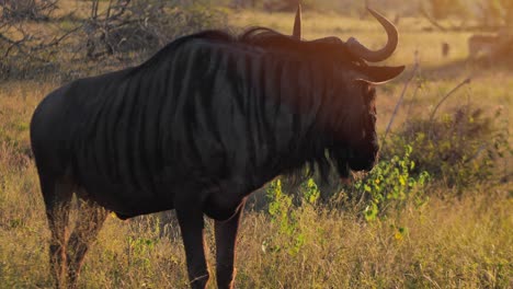 Wildes-Gnu,-Das-Auf-Der-Wiese-Im-Afrikanischen-Nationalpark-Spazieren-Geht