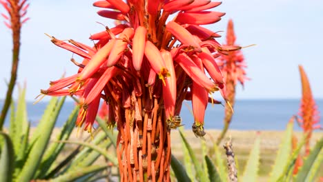 two bees collecting nectar from an aloe vera flower, one stays the other flies away