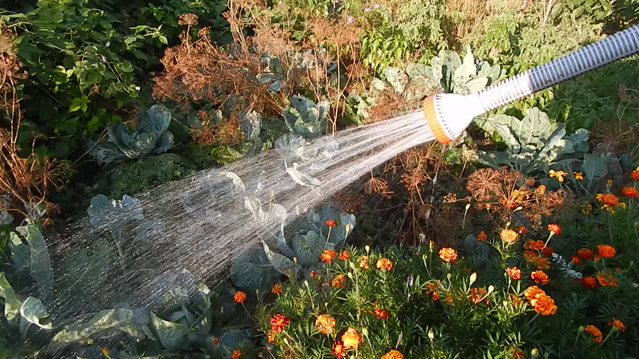 Watering the garden with a hose