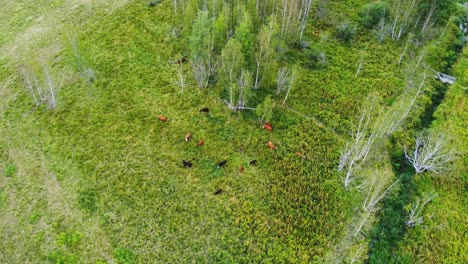 herd of cows in the field