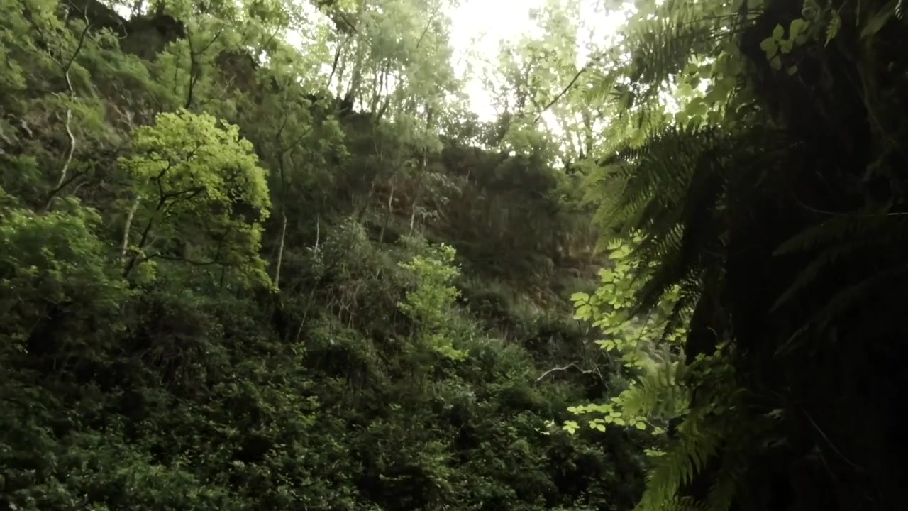 La telecamera esce da una grotta buia e si inclina verso l'alto, rivelando una foresta in altura.