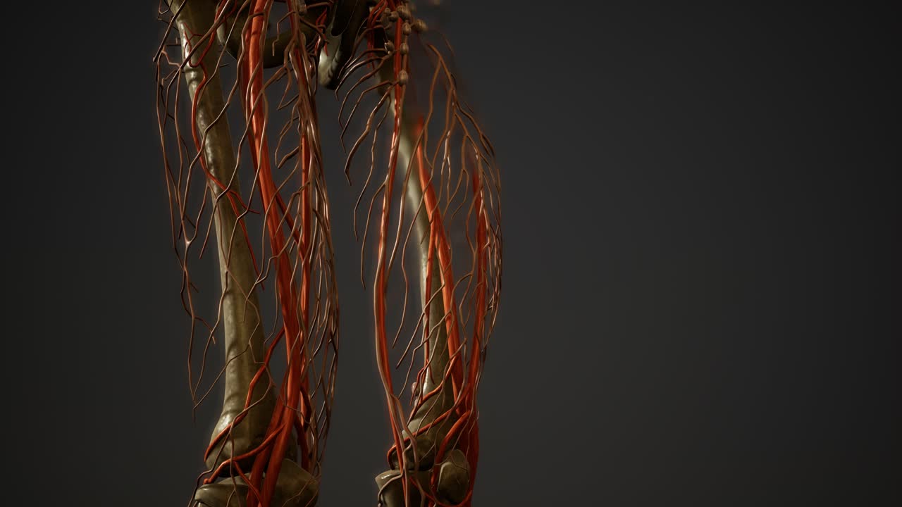 anatomía de los vasos sanguíneos del cuerpo humano