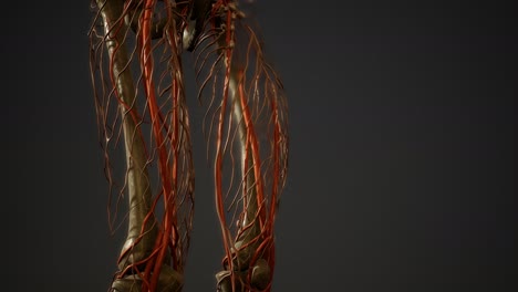 Human-body-blood-vessel-anatomy