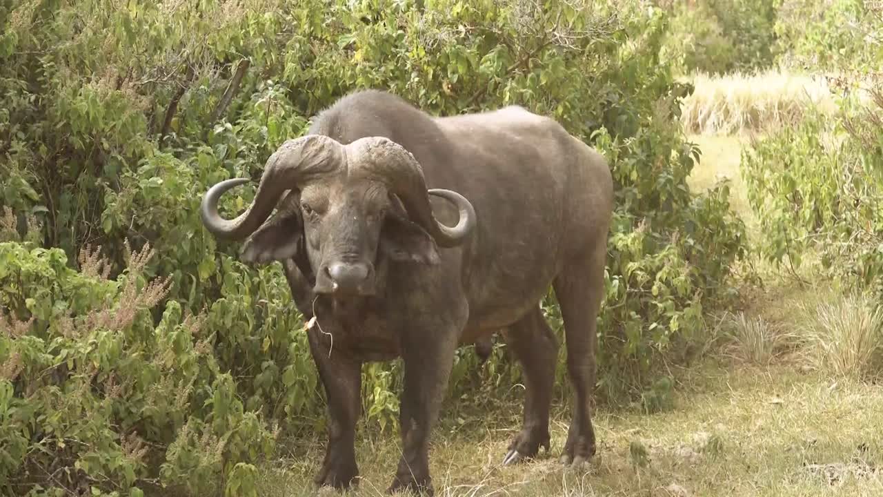 A BIG AFRICAN BUFFALO IN A BUSH