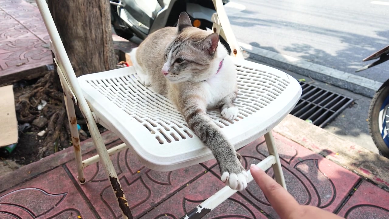 Gatto soriano su una sedia bianca mentre una persona gli tocca la zampa a un mercato