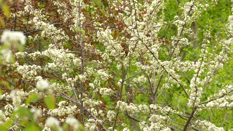A bird jumping between a tree full of white flowers