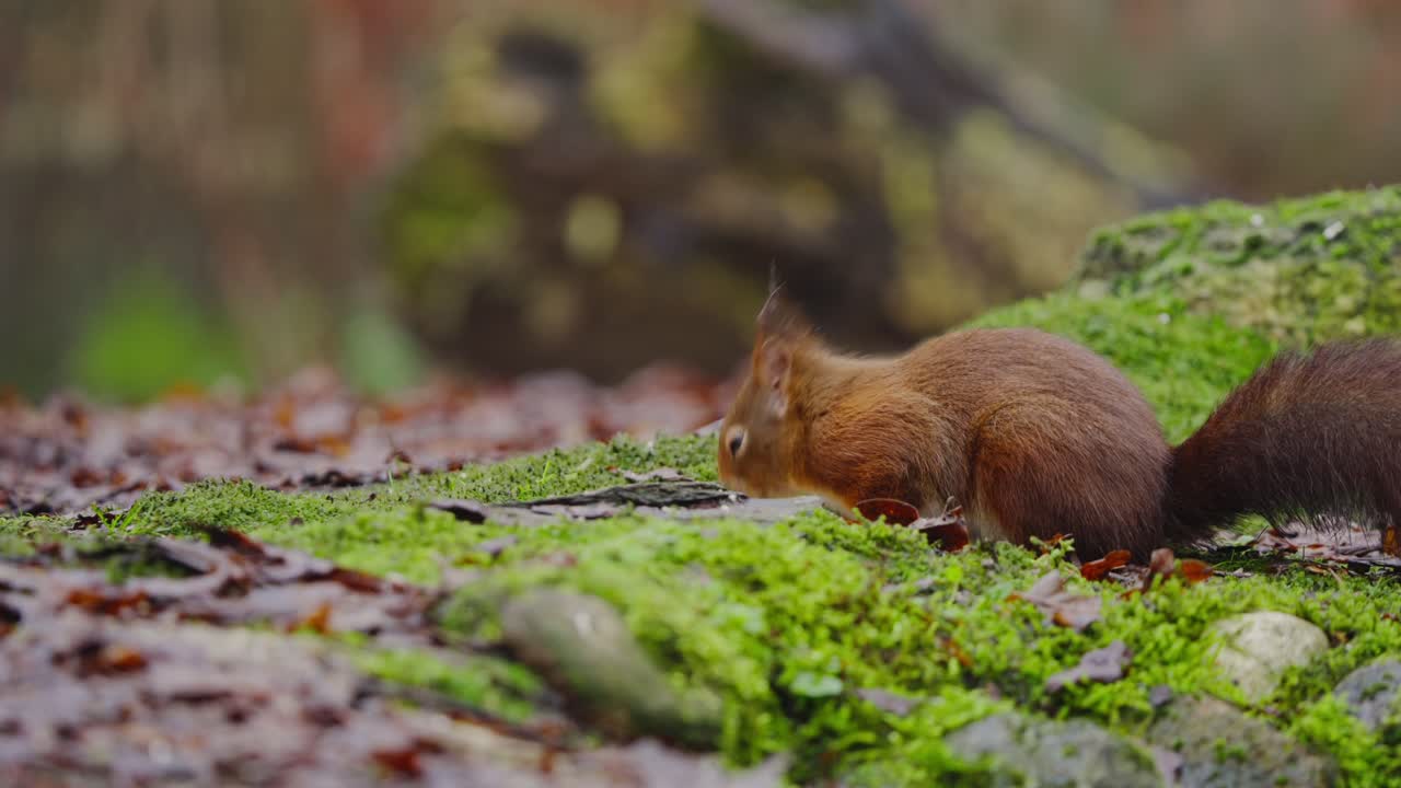 Red squirrel climbs over mossy roots in forest, tail flicking behind as it moves across scene