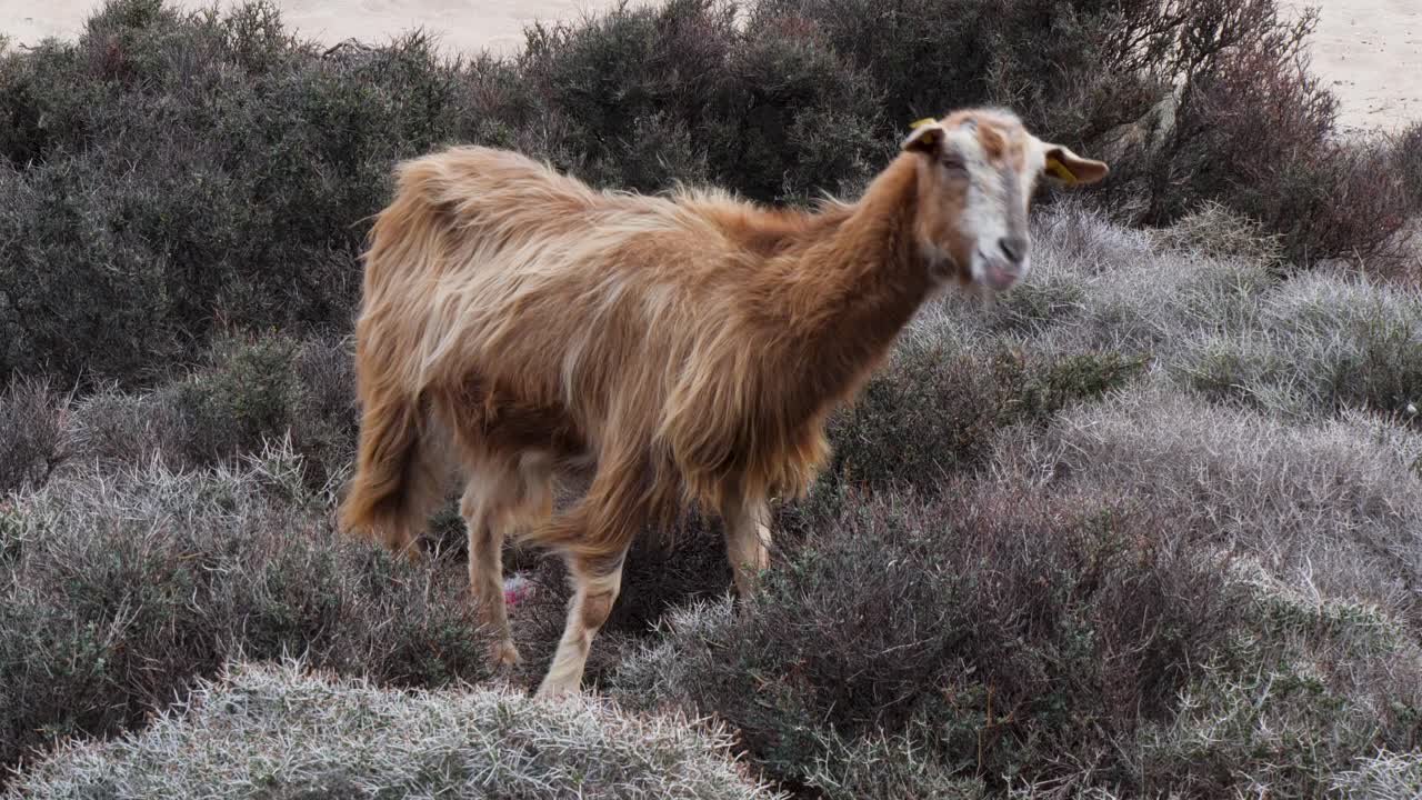 cabras de campo libre pastando y alimentándose en la playa de balos