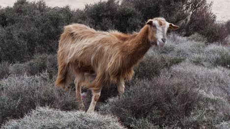 Free-Range-Goat-grazing-and-feeding-Balos-Beach