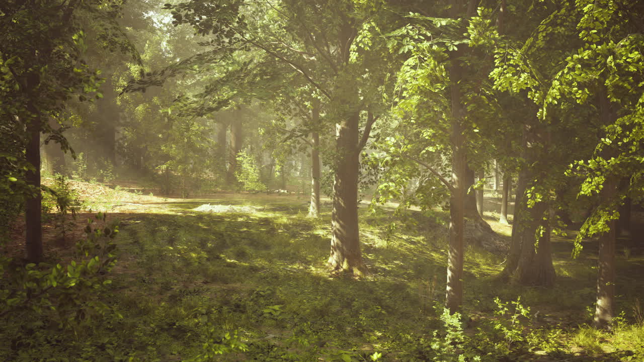 나무 를 통해 빛 을 필터링 하는 조용 한 숲 장면