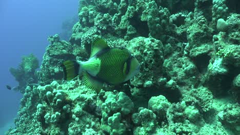 titan triggerfish swimming over coral reef in the red sea