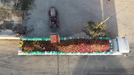 fruit factory truck transportation