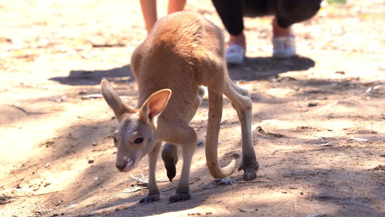 tomada de cerca capturando a un pequeño canguro asustado temblando y saltando lentamente rodeado de gente en el santuario de vida silvestre encuentro de animales