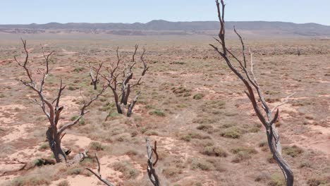 reveal shot of dead trees and dry ground in south australian desert