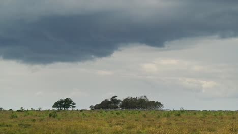 Paisaje-Con-árboles-De-Los-Prados-Bouet-En-Læsø,-Dinamarca