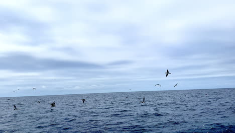 seagull flying and soaring low above sea water through rest of flock