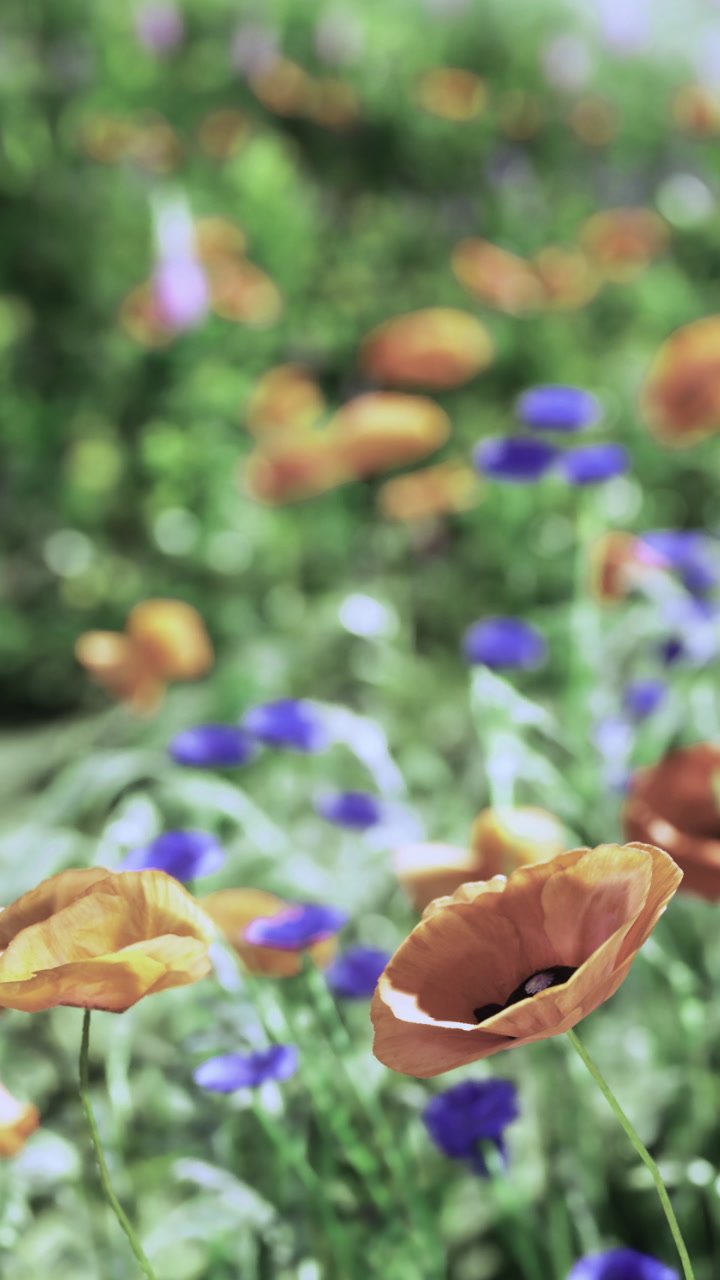 Vibrant wildflower garden at midday with orange and blue blooms in spring