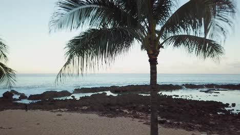 drone shot flying backwards very closely under a palm tree at shark's cove, oahu, hawaii