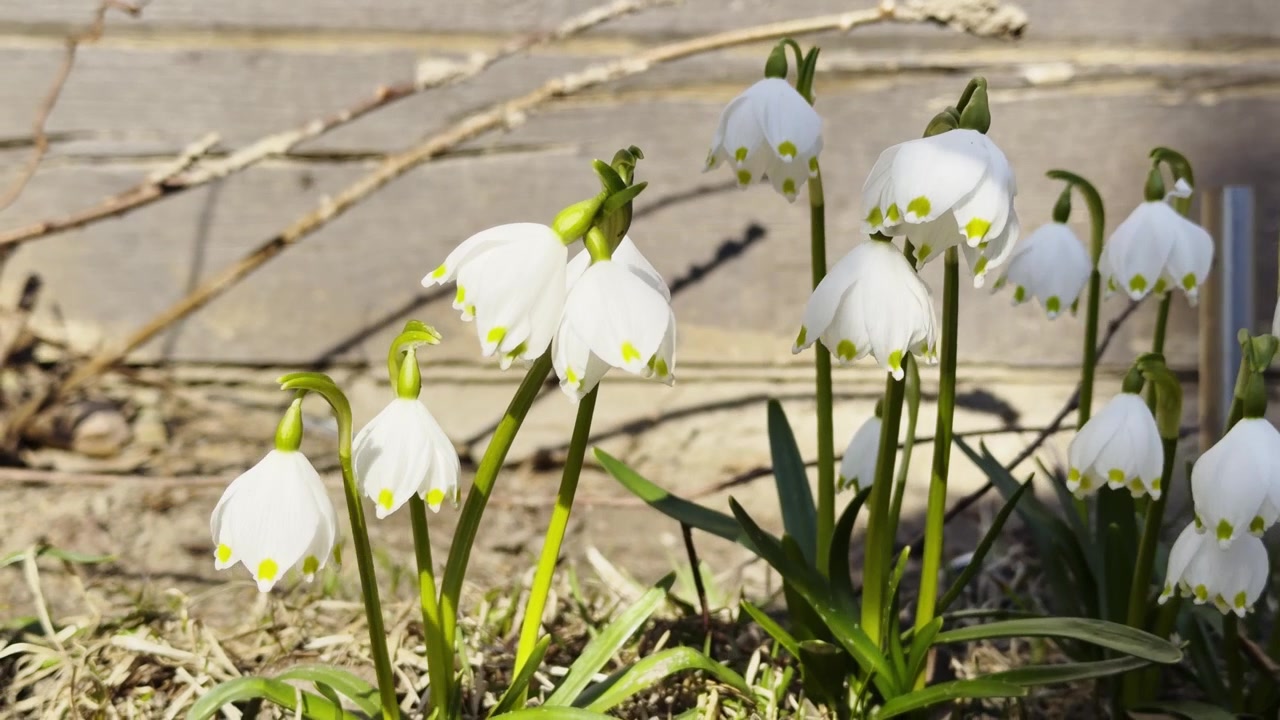 Fiori di bucaneve bianchi che sbocciano alla calda luce del sole primaverile accanto a un muro di giardino rustico, ondeggiando al vento.