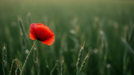 a stunning poppy blossom stands alone against a lush green backdrop, capturing the essence of nature's beauty in a serene landscape