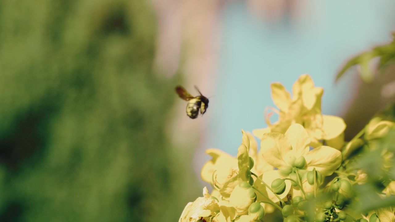 Dreamy slow-motion shot of a carpenter bee hovering midair beside golden cassia blooms, wings a blur against blue sky, pollination macro wildlife nature themes.
