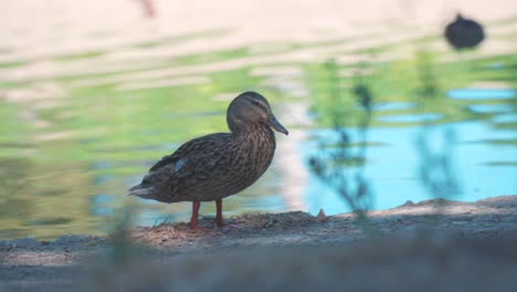 Brown-duck-cleaning-itself-near-pond