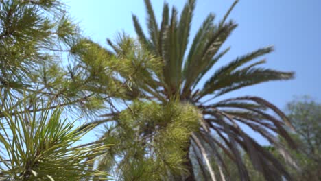 Pine and palm tree against the sky