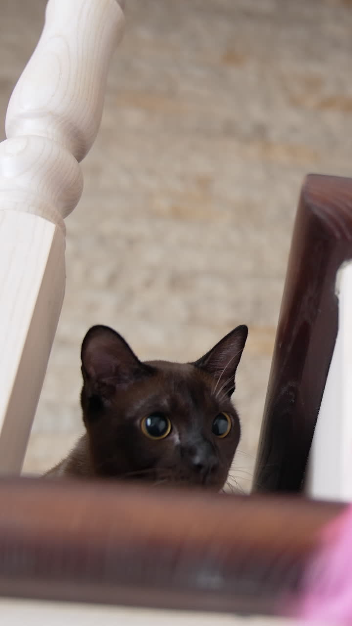 Cute little cat chasing toys. Funny kitty playing with curious toys. Vertical video