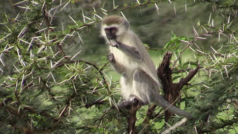 vervet monkey feeding on leaves and thorns of an acacia tree