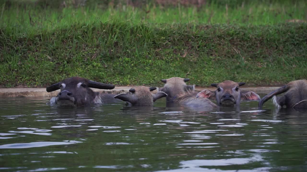 인도네시아 버팔로 그룹이 구름이 많은 날 물 연못에서 냉각하고, 정적 중간  ⁇