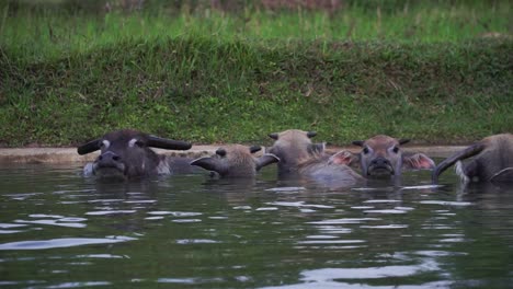 Group-of-Indonesia-buffalo-cooling-in-water-pond-during-cloudy-day,-static-medium-shot