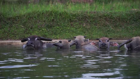 group of indonesia buffalo cooling in water pond during cloudy day, static medium shot