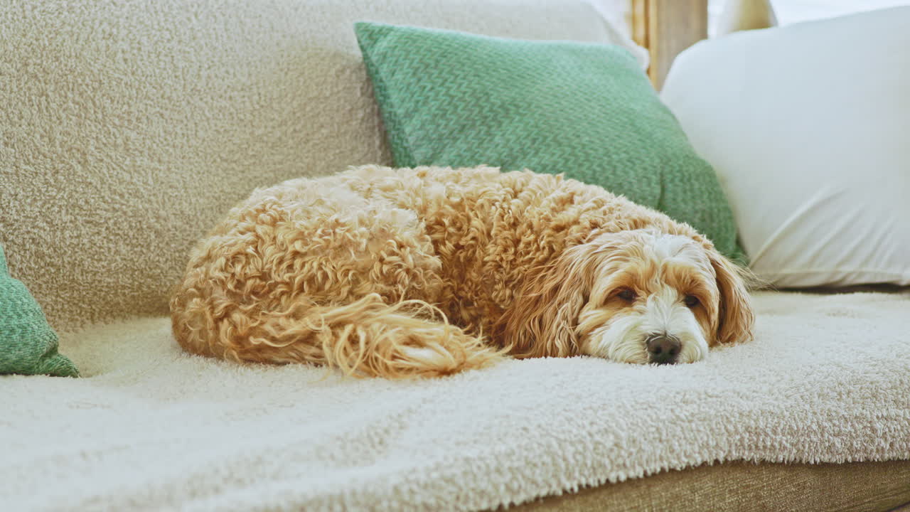 Incrocio di Barboncino Toy e Havanese sdraiato su un morbido divano con cuscini verdi in un accogliente soggiorno di giorno