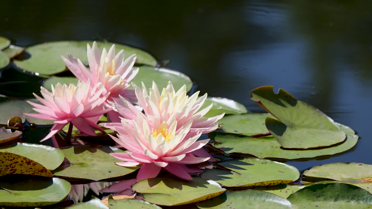 Two pink water lilies float among green lily pads on a calm pond in sunlight
