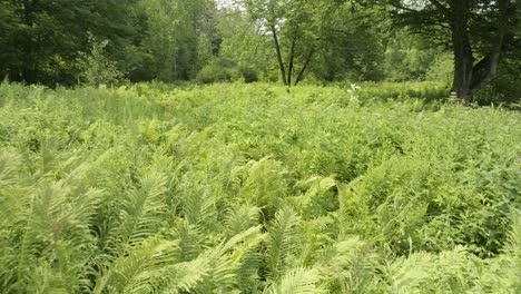 Drohne-Bewegt-Sich-Langsam-über-Farne-Im-Wald-1