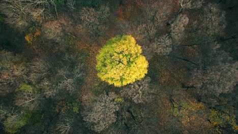 AERIAL-forest-in-amazing-autumn-shades-with-road-hiding-under-treetops